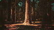 © icetray - Tall trees rise in a serene forest, their bark textured and strong. Dappled sunlight filters through the leaves, creating a warm glow on the ground. Nature thrives in this peaceful setting.