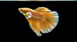 © Tia - Ornate betta fish, vibrant orange and yellow fins, against black background