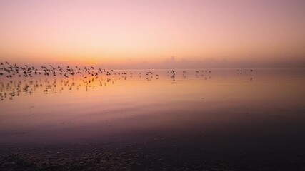 Wall Mural - Beach Ocean Sea Sunrise Bird Flock Flying