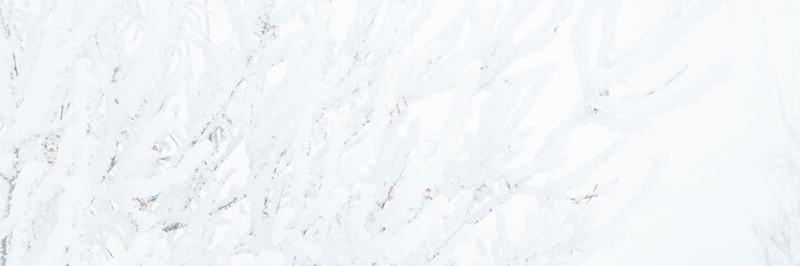 Wall Mural - Snow and rime ice on the branches of bushes. Twigs covered with hoarfrost. Plants in the park are covered with hoar frost. Cold snowy winter weather. Frosting texture. Wide panoramic light background.