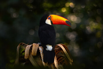 toco toucan, ramphastos toco, big bird with orange bill and blue eye, in the nature habitat, pantana