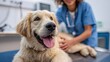 © Musa - Golden retriever puppy being examined by a veterinarian.