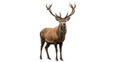 Isolated red deer stag standing proud, looking directly at camera, majestic antlers
