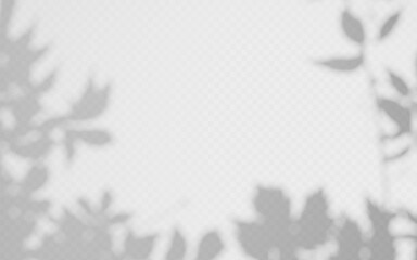 Wall Mural - autumn shadow overlay from ivy vine on a transparent background.