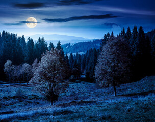 Wall Mural - autumn landscape with road through valley at night near coniferous forest with trees in colorful leaves. beautiful countryside scene in mountains. scenic place in full moon light