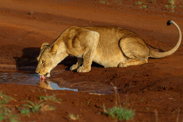 Wall Mural - Lioness drinking and hanging around with her cubs in Zimanga Game Reserve near the city of Mkuze in South Africa