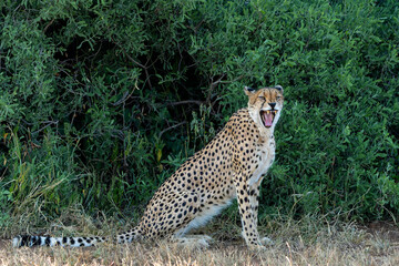 Wall Mural - Cheetah (Acinonyx jubatus). A cheetah family of a mother with 5 sub adult cubs was hanging around in aMashatu Game Reserve in the Tuli Block in Botswana   