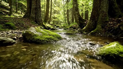 Wall Mural - Handheld tracking shot follows a crystal-clear forest stream gently flowing over mossy rocks, illuminated by dappled sunlight filtering through ancient trees mossy rocks, handheld tracking shot, water