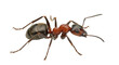 © Ryan - Isolated brown and black ant standing, detailed macro insect photo showcasing nature's resilience