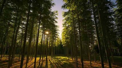 Wall Mural - Dynamic timelapse capturing a full day-to-night cycle within a peaceful bamboo grove, showing changing light and atmosphere tropical, passage, timelapse