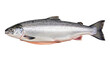 © Sindre - Isolated Pacific salmon fish for sale, a common commercial fish with nutritional values