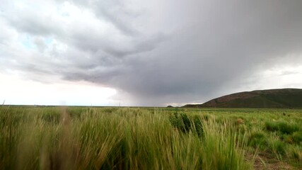 Wall Mural - Swaying Grass Field Under A Stormy Cloudy Sky. Static Shot