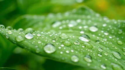 Wall Mural - Close-up of a vibrant green leaf glistening with fresh raindrops, captured with a macro lens and a slow pan across the surface calm, commercial, vibrant green leaf