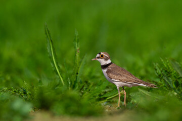 Wall Mural - Shorebird Charadrius dubius, Little Ringed Plover on blurred background summer time Poland Europe