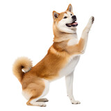 A tan and white akita dog sitting up with its paw raised against a black background in a studio shot