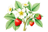 Strawberry Branch with Flowers and Berries: Botanical Illustration of Fragaria x ananassa on White Background