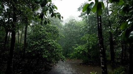 Wall Mural - A wide shot of a dense forest during a steady downpour, rain dripping from leaves and branches, captured with a slow, sweeping crane shot organic, raining, environment