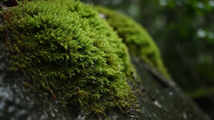 Wall Mural - A slow push-in shot on a vibrant, wet moss covering a rock face, with gentle rain clinging to its surface, illuminated by ambient forest light gentle rain, ambient forest light, greenery