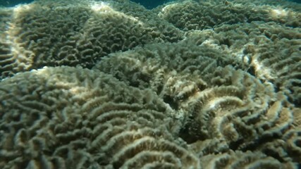 Wall Mural - a brain coral formation reveals intricate patterns as light shifts in a mesmerizing underwater timel