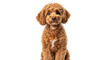 © Rowan - Isolated curly coated dog poses in studio, adorable young puppy, canine friend, pet love