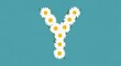 © Hokiia - Alphabet letter Y formed by blooming white daisy flower petals on a soft teal surface representing nature themed typography for artistic spring seasonal displays or creative educational organic