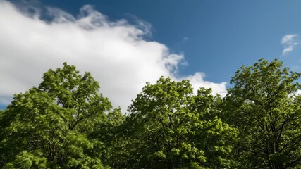 Wall Mural - ﻿Serene timelapse of gentle breeze swaying verdant trees under fast-moving clouds tranquil scene, summer, growth