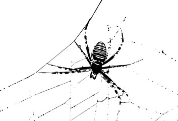 spider on web