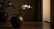 © ida - Elegant white orchid plant in a dark brown pot, positioned on a wooden floor in a dimly lit interior setting, with soft lighting illuminating the delicate flowers.