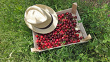 Fresh red sweet cherries in wooden crates prepared for sale on a market.