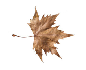 Wall Mural - autumn fallen, leaves isolated for seasonal background