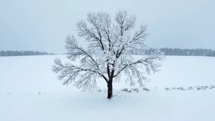 Wall Mural - Mesmerizing timelapse of heavy snow blanketing a lone, stark tree in an open field, creating a sculptural, frosted winter scene majestic, winter, landscape