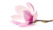 © Sely - Delicate pink magnolia blossom, gracefully displayed against a pure white background.