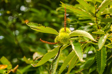 Close-up of chestnut on a branch with green leaves