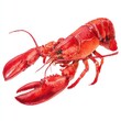 © Popelniushka - Watercolor Lobster Art. Red Crayfish Isolated on Bright White Background
