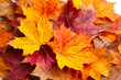 © MOUNSSIF - Pile of colorful maple leaves autumn foliage in vibrant yellow orange and red seasonal background for fall themes and Thanksgiving