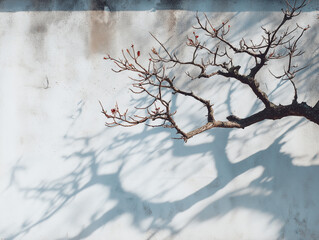Wabi sabi tree branch casting shadow on white wall, natural light