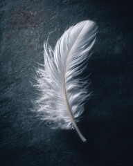 Wall Mural - Single Perfect White Feather Resting on Clean Dark Surface