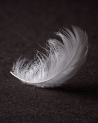 Canvas Print - Delicate White Bird Feather Resting on a Clean Surface