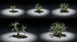 © Rani - Time lapse visualization of a small plant's growth stages over time, from seedling to mature specimen