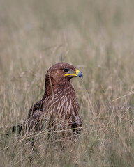 Wall Mural - Wild Greater spotted eagle or Clanga clanga bird close up or portrait perched on ground in open grassland and winter season migration at tal chhapar blackbuck sanctuary churu rajasthan india
