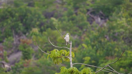 Wall Mural - Black-winged kite (Elanus caeruleus) or black-shouldered kite perched on a tree branch against a lush foliage background. White bird standing on tree top
