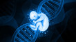 © Rasi - Human fetus anatomy with dna strand. 3d illustration