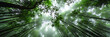 © Strother - Dramatic low-angle perspective looking straight up into a dense bamboo forest with tall, slender green stalks soaring towards the bright, misty canopy and sky above.