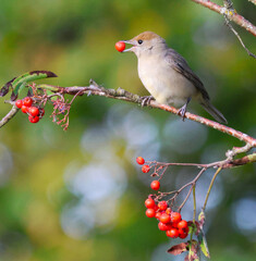 a small bird with a large orange berry in its beak