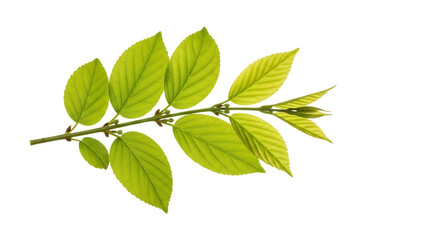 Green leaves on branch isolated on transparent background