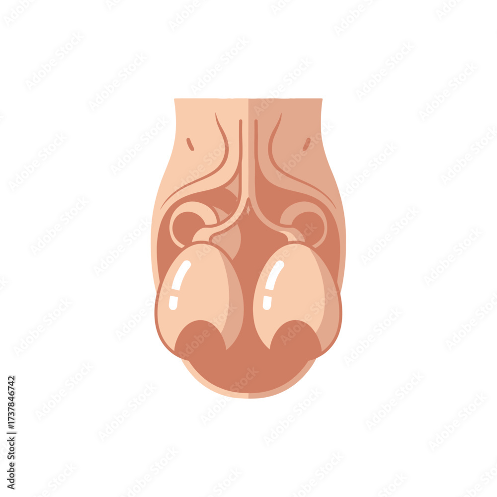 Testis Vector Anatomical illustration of the male reproductive system with stylized ...