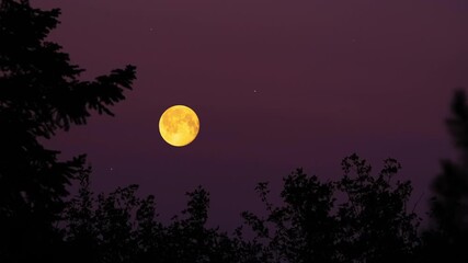 Wall Mural - Full Moon with stars, planets and rural countryside tree silhouettes.