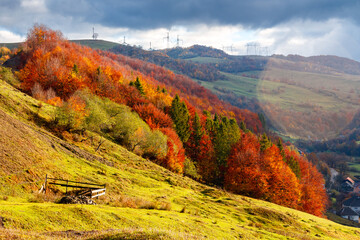 Wall Mural - beautiful autumn morning in mountains. trees on the edge of a hill in fall colors. wonderful countryside of ukraine on a sunny day