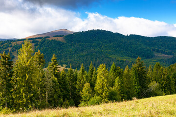 Wall Mural - fir trees on meadow and hillside with conifer forest under the blue sky with clouds. mountainous countryside landscape of ukraine in early autumn