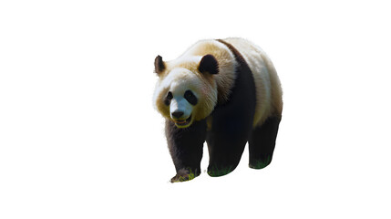 giant panda bear